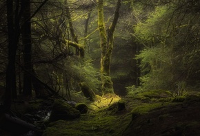 fog, tree, forest, green