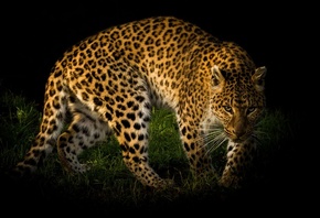 Леопард, Взгляд, Животные