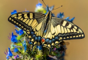 ,  , Papilio machaon