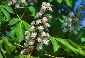 ������, �����, ������