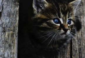 Милый серый, котенок, голубые глаза, взгляд, дерево