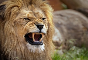 ���, ������