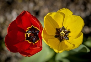 тюльпаны, Размытый фон, Двое, Красный, Желтый, Цветы