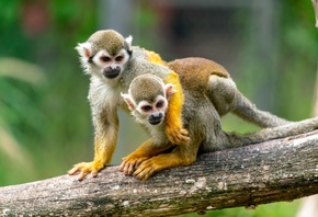 , squirrel, monkey, , , , , 