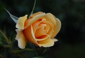 ����, ���, ����