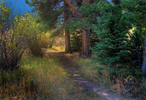 обои тропинка, лес, ель, трава тропинка, лес, ель, трава