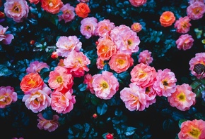 Розы, Куст, цветы