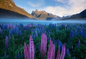 Новая Зеландия, природа, пейзаж, горы, травы, цветы, люпины, утро, рассвет, туман