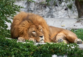 Lion, Lying Down, King, Mane, Predator, Big Cats