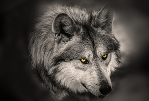 ����, �����, ������