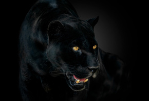 panther, black jaguar