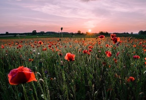 �����, ���, ����