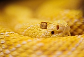 Желтый, гремучая, змея, глаз, взгляд