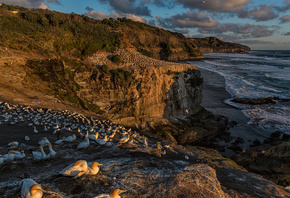  , , , Muriwai Beach, Cape gannet, ,  ...