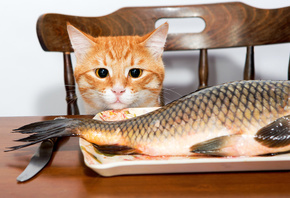 кот, Рыба, Взгляд, Животные