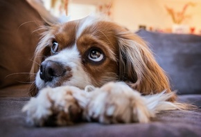 , ing Charles Spaniel, , , 