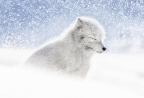 белый, песцы, полярная лиса, зима, снег