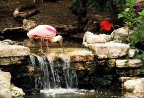 , , Roseate spoonbill, , 