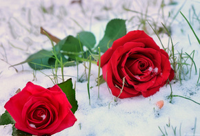 розы, снег, зима