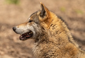 ������, ����, ��������