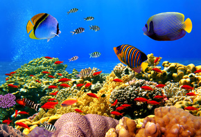 Underwater, ocean, fishes, tropi