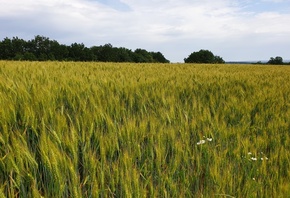 Пшеница, ромашки, поле