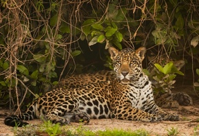 Jaguar, Lying Down, Big Cats, Predator, Forest