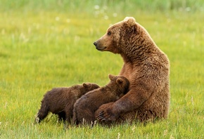 природа, трава, животные, хищники, медведи, медведица, медвежата, семья