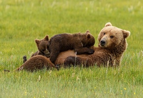 природа, трава, животные, хищники, медведи, медведица, медвежата, семья