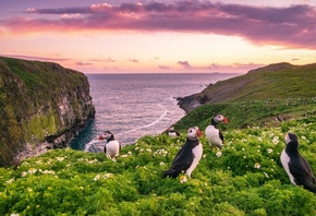 , , , , , , , , , , , Skomer Island,  