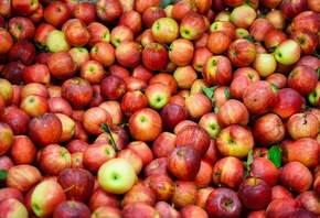 яблоки, урожай