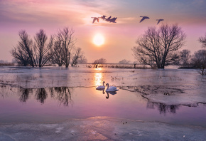 лебеди, озеро, лёд, осень
