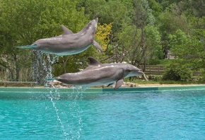 Дельфины, Брызги, Двое, Прыжок, Животные