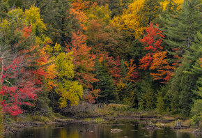 Канада, Осень, Пруд, Algonquin, Park, Ontario, Деревья, Природа