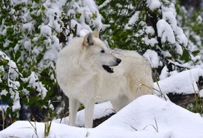 белый, волк, волк, хищник, снег