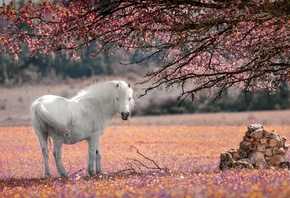 природа, дерево, цветение, животное, лошадь