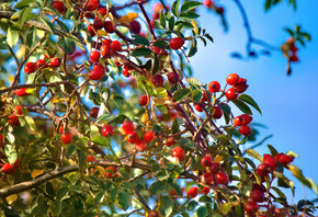 ����, ������, ��������, ����