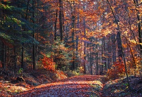 ���, ������, ������, �����