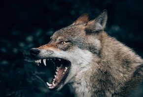 ����, ������, �����