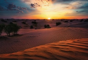 пустыня, закат, песок, холмы, кусты
