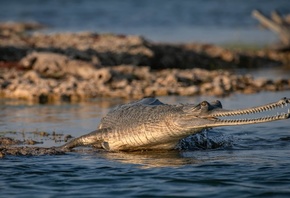 аллигатор, болото, крокодил