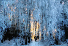 ����, ����, ���