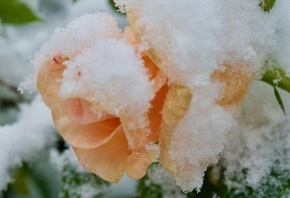 �������� Jane, ����, ����