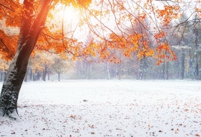 осень, зима, листья, снег