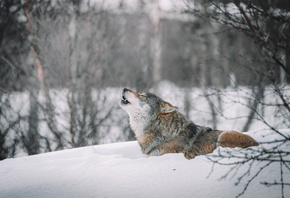 ����, ���, ������, ����, ����� �������