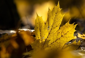 �������� Dirk van Pea, �����, ������, �������