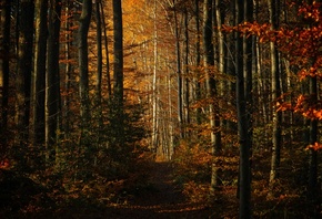 ���, �����, ��������, �������