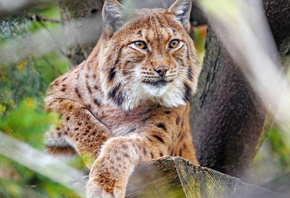 ����, ������, ������� �����, ������, ��������