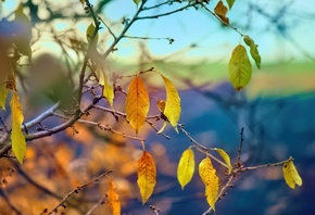 �����, ����, ������