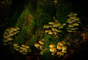 �����, ������, ���, �������